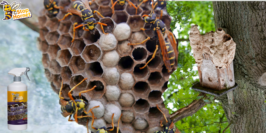 ¿Podemos utilizar el producto antiavispones y avispas para prevenir la aparición de nidos?