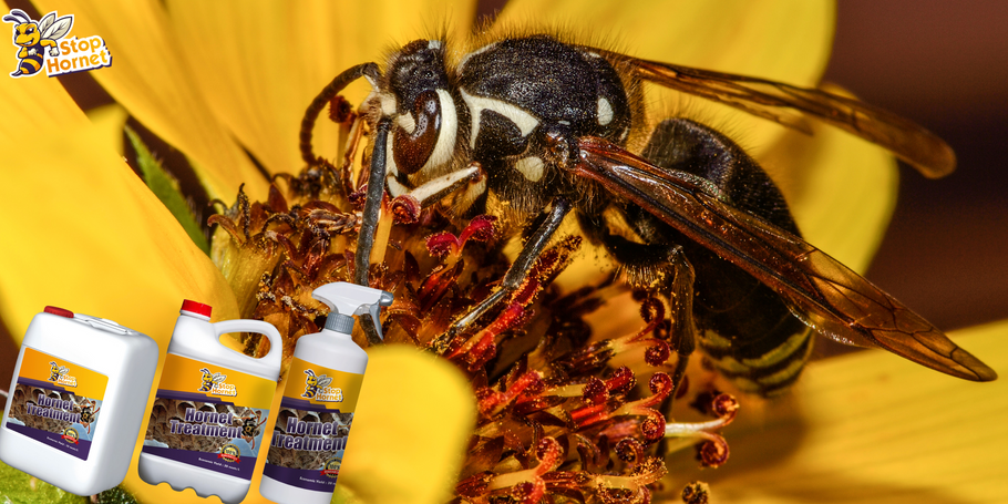 ¿Cómo se compara el producto Hornet and Wasp Control con otros métodos de tratamiento?
